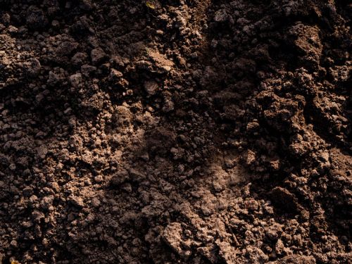 Humus de lombriz Humus de lombriz