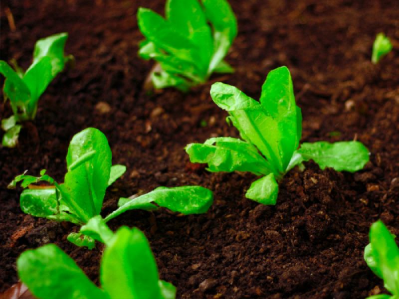 sustrato huerto sustrato huerto